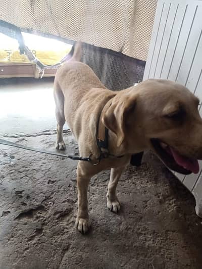 Labrador feemale British family dog for sale 03211314701