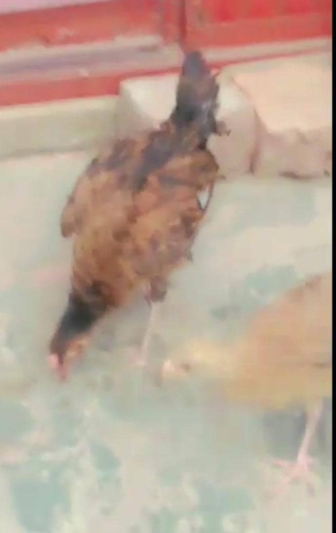 Desi mishri chicks 1
