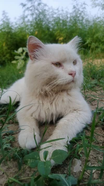 White fluffy Persian Mix Male cat
