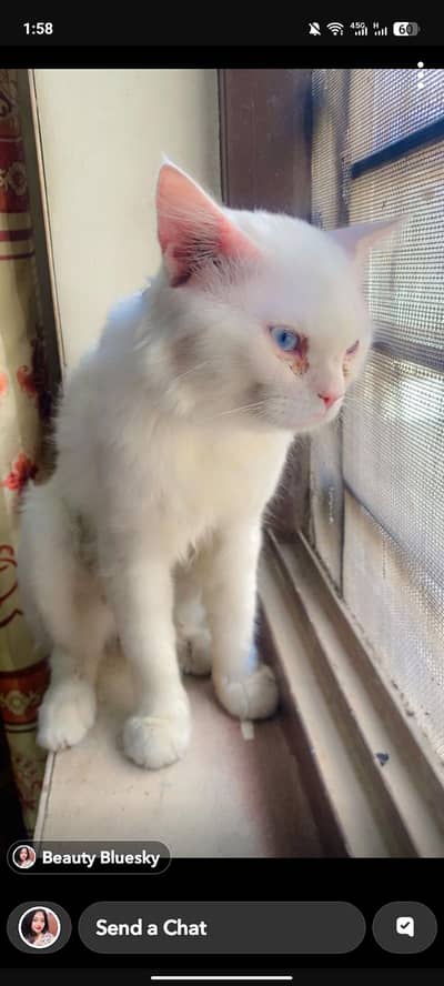 Persian Cat