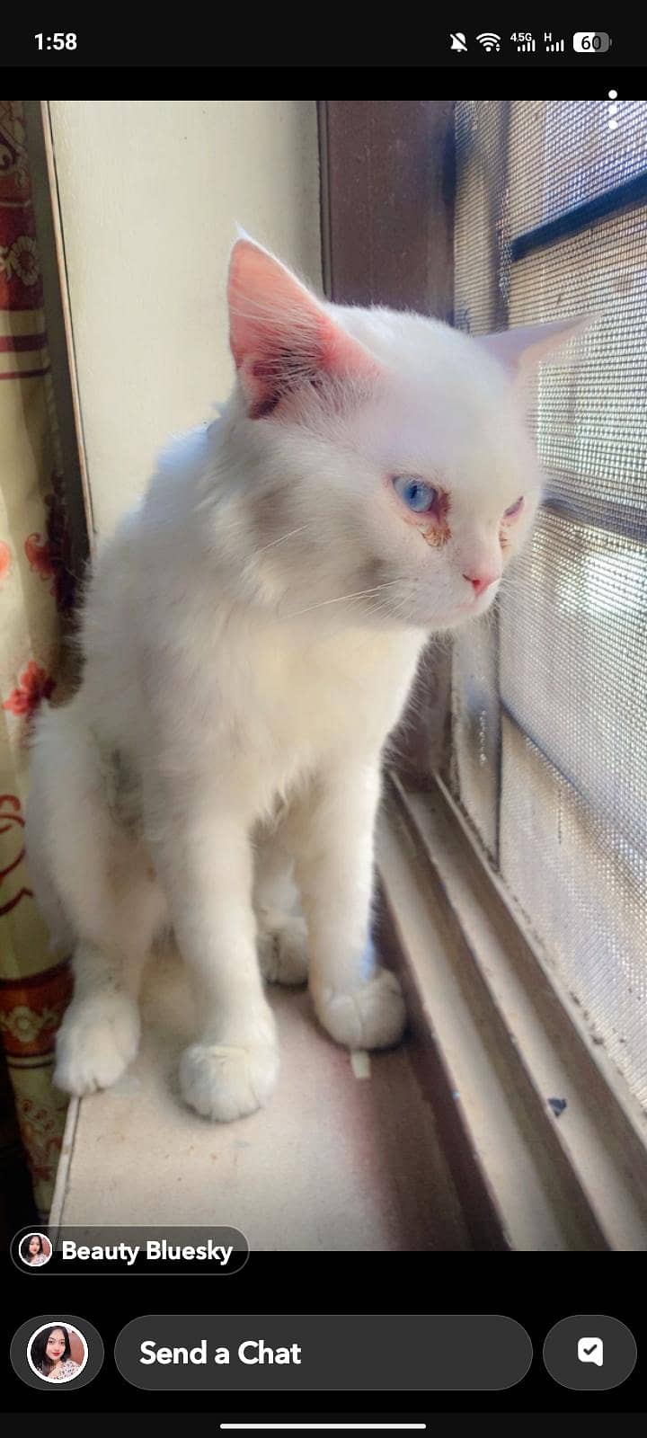 Persian Cat 0
