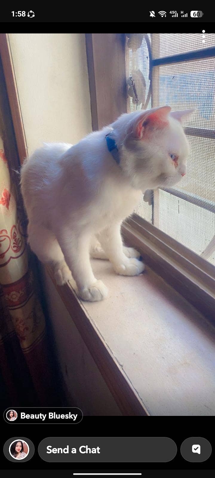 Persian Cat 1