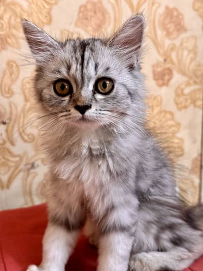 Persian Double Coat Kitten for Sale