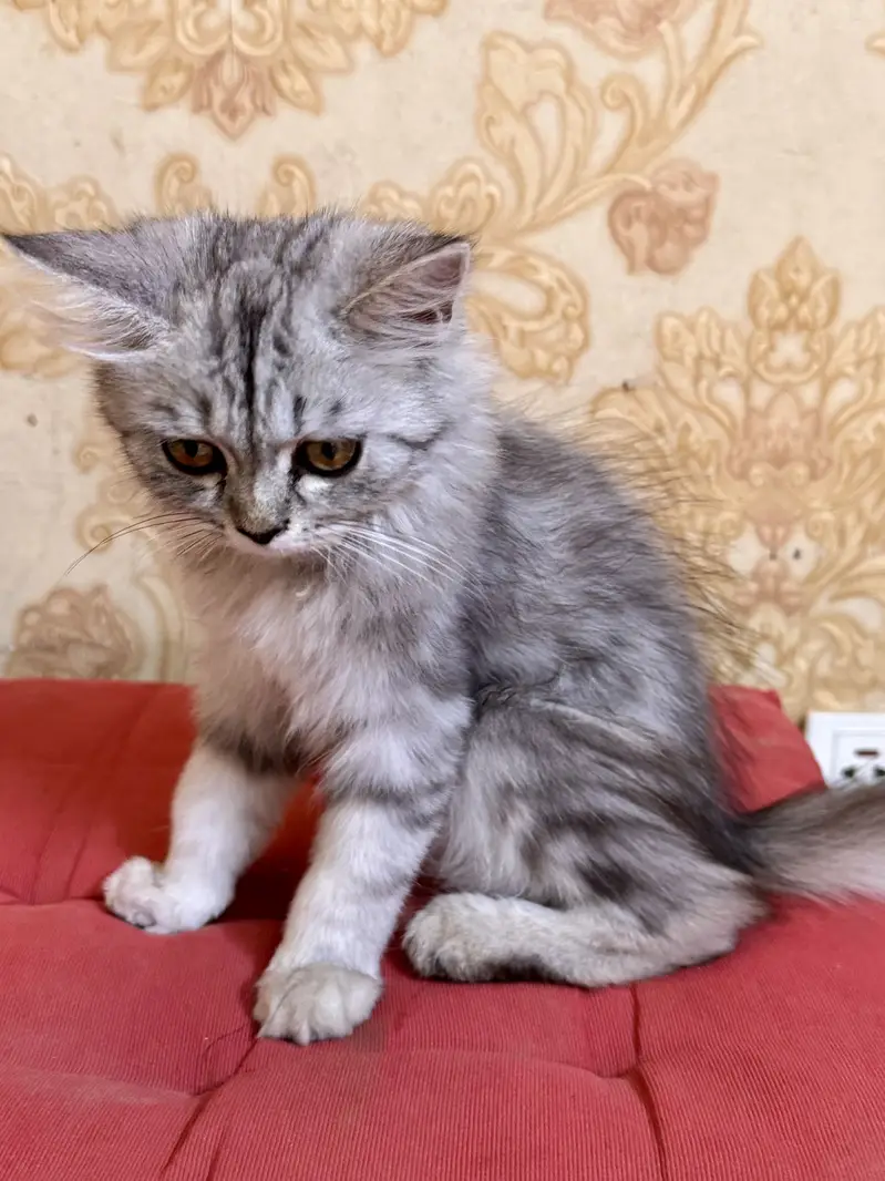 Persian Double Coat Kitten for Sale — photo 2