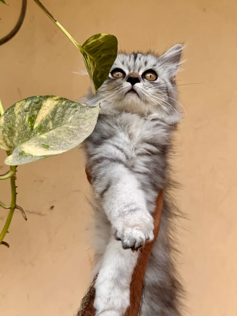 Persian Double Coat Kitten for Sale — photo 3