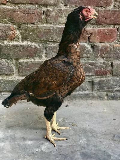 Aseel hen for sale confirmed breeder