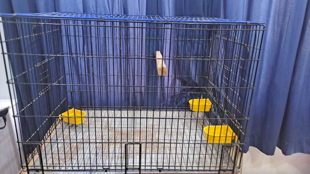 Master Big cage 0