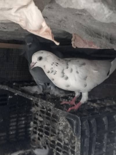 Qasid pigeons breeder pair for sale