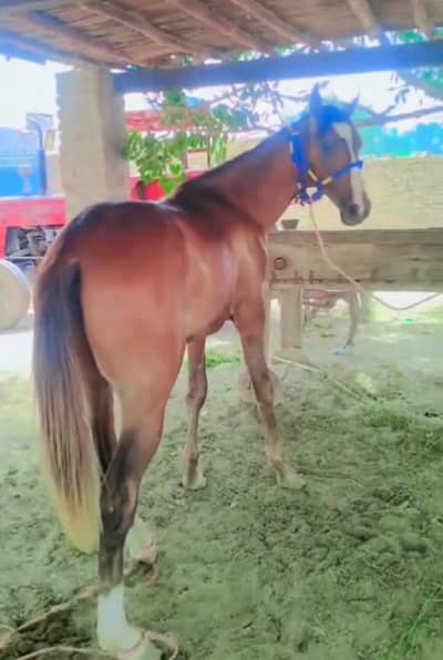 Horse