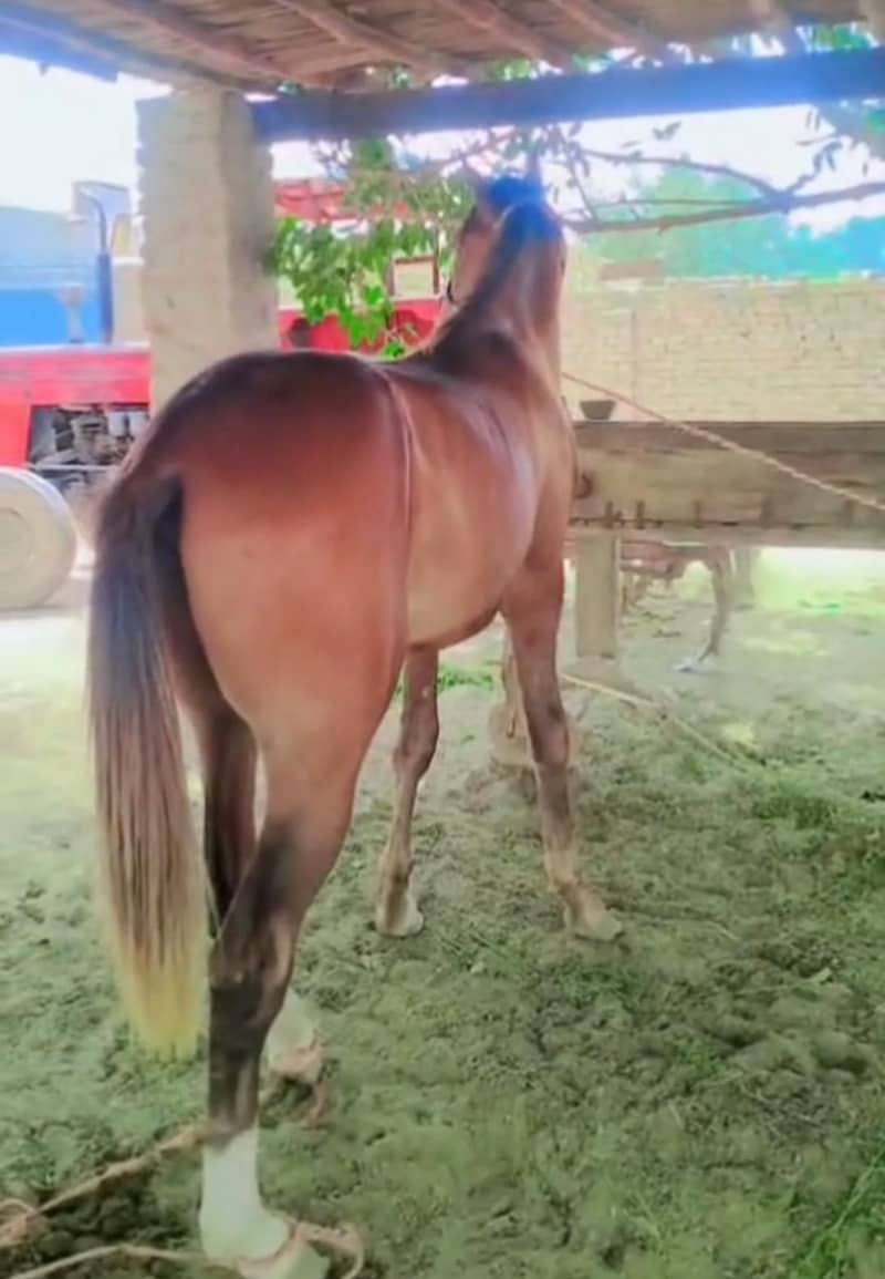 Horse 1