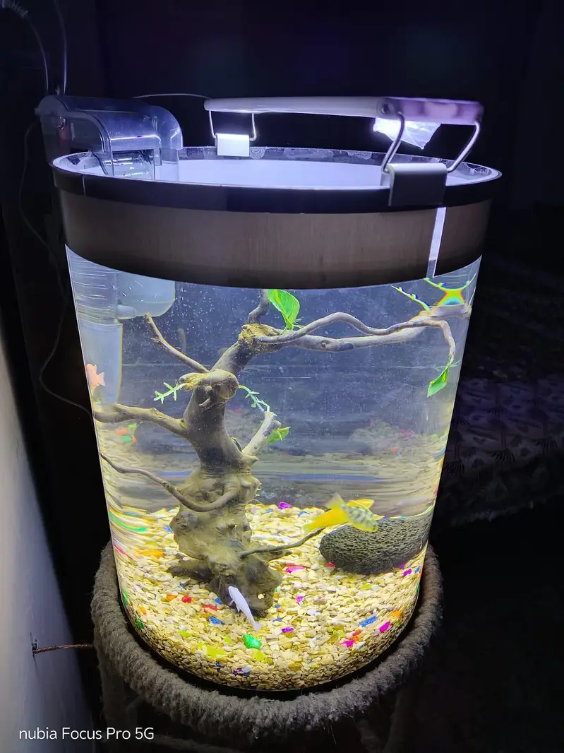 Fish Aquarium — photo 3