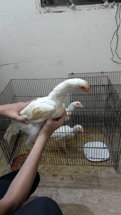 White shamu 3month 2male