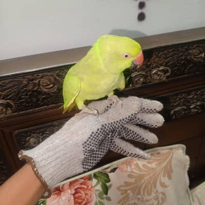 green parrot for sale