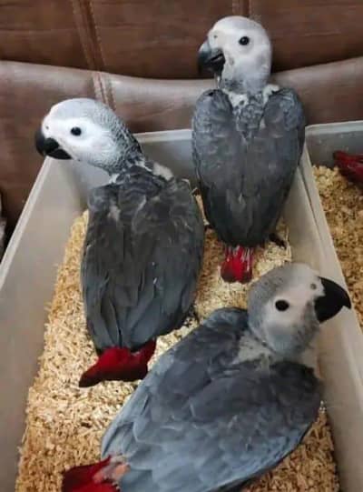 African grey parrot cheeks 5 month age 0341-9358-085
