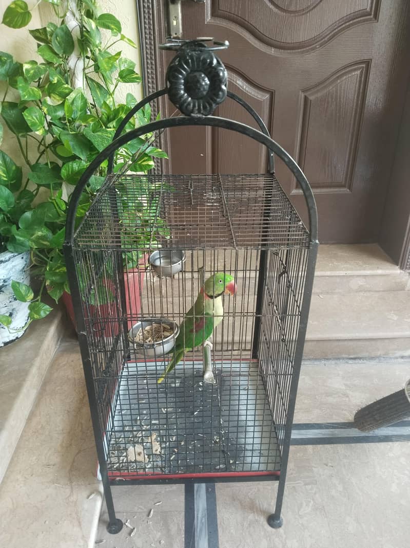 paroot cage 1
