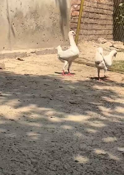 maltaise pigeons breeder pair Whatsapp number 03461101225