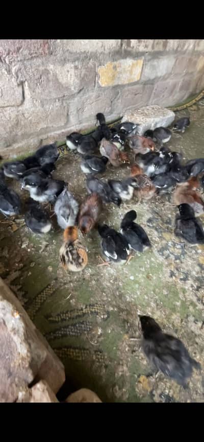 Asterlop heritage 13 days old chicks available cargo available