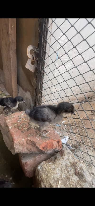 Asterlop heritage 13 days old chicks available cargo available