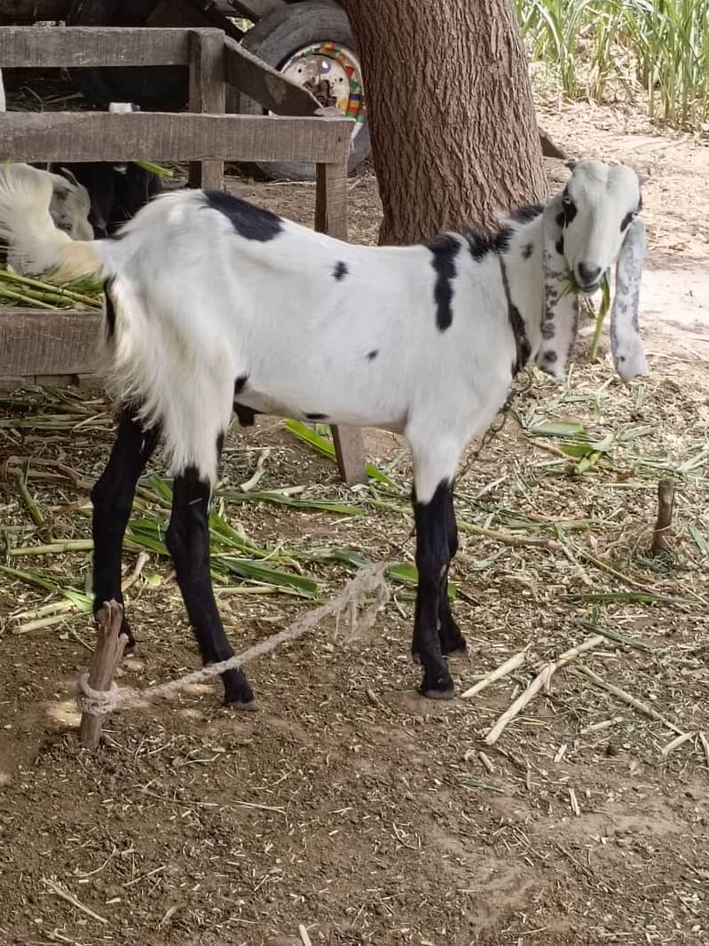 bakra 0