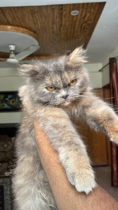 persian cat