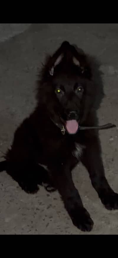 German shepherd Black Puppy