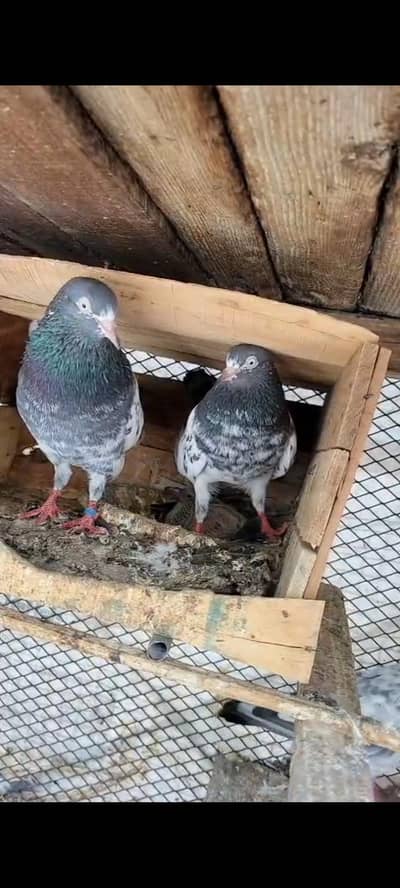 Teddy Pair with Chick