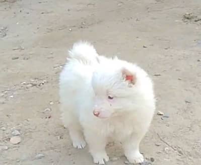 Russian helthy and active puppies dog for sale
