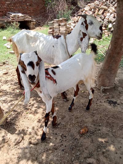 betal bakri