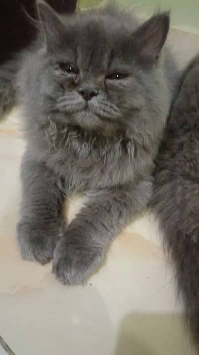 pair punchface cats