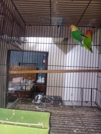 Breeder pair for sale split dunfellow