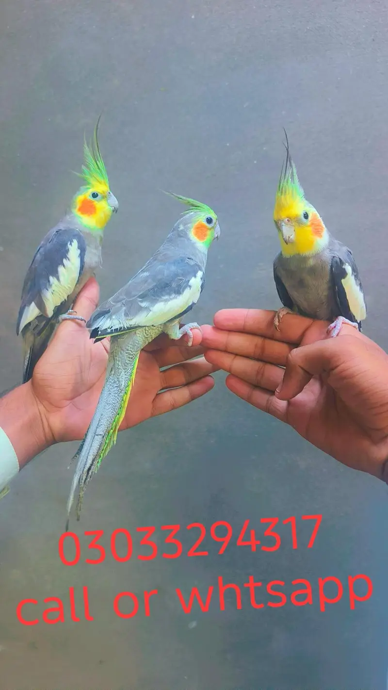 Hand tame cocktails birds parrots for sale — photo 2