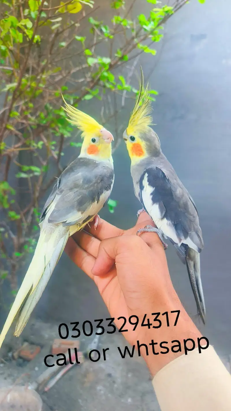 Hand tame cocktails birds parrots for sale — photo 3