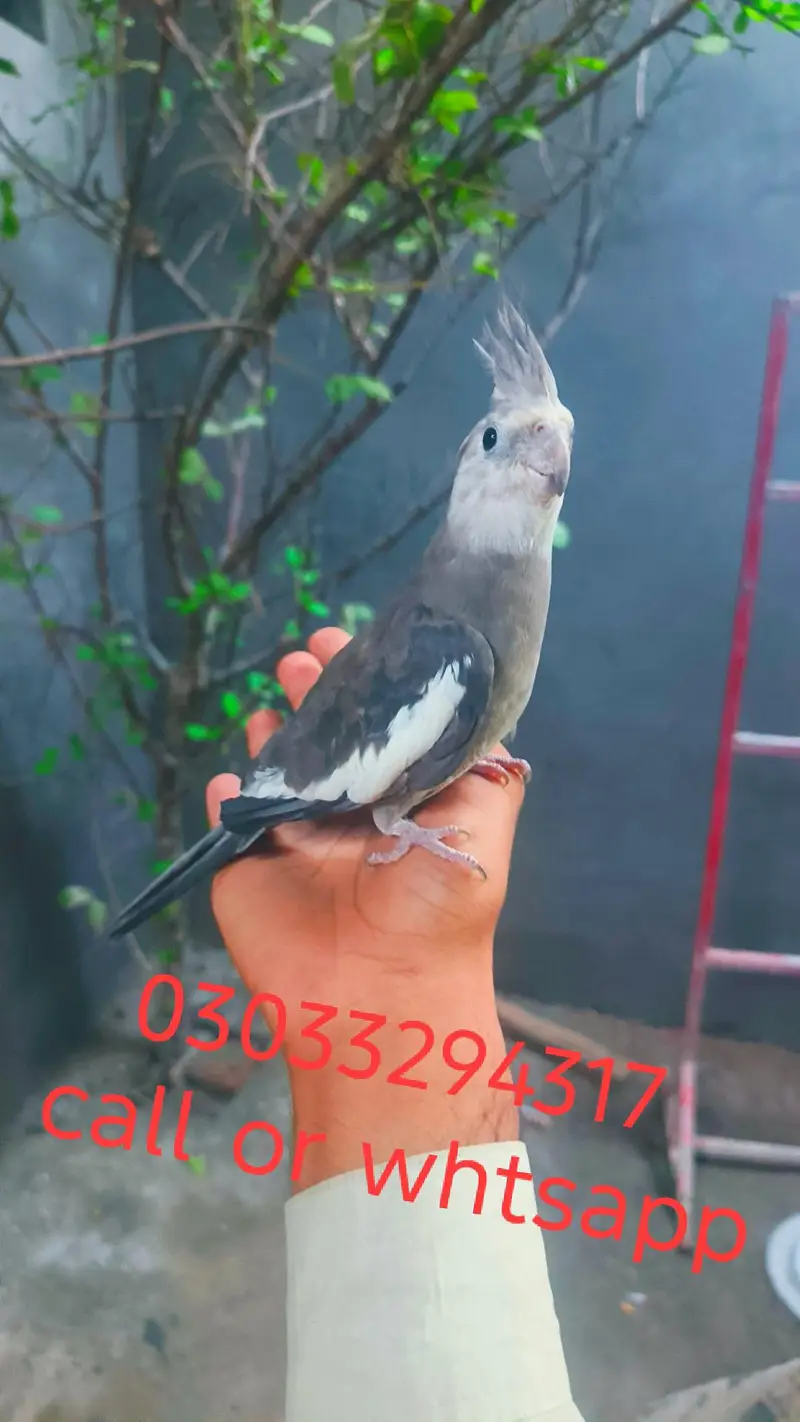 Hand tame cocktails birds parrots for sale — photo 4