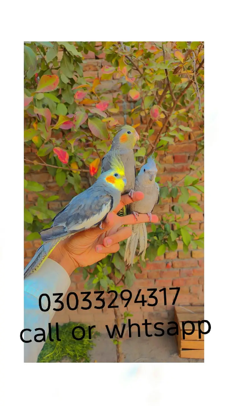 Hand tame cocktails birds parrots for sale — photo 5