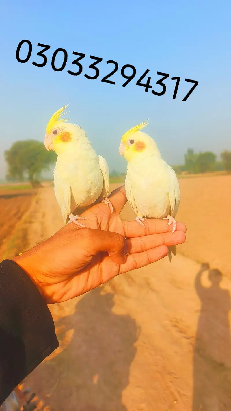 Hand tame cocktails birds parrots for sale — photo 6
