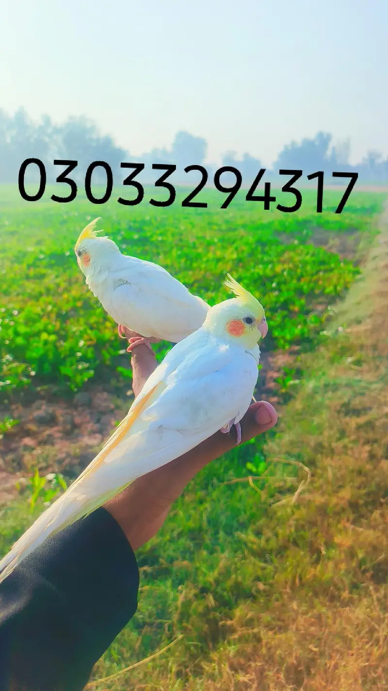 Hand tame cocktails birds parrots for sale — photo 7