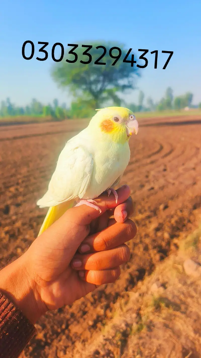 Hand tame cocktails birds parrots for sale — photo 8