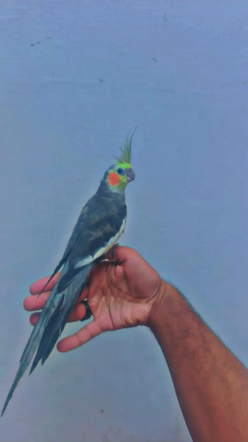 Hand tame cocktails birds parrots for sale — photo 9
