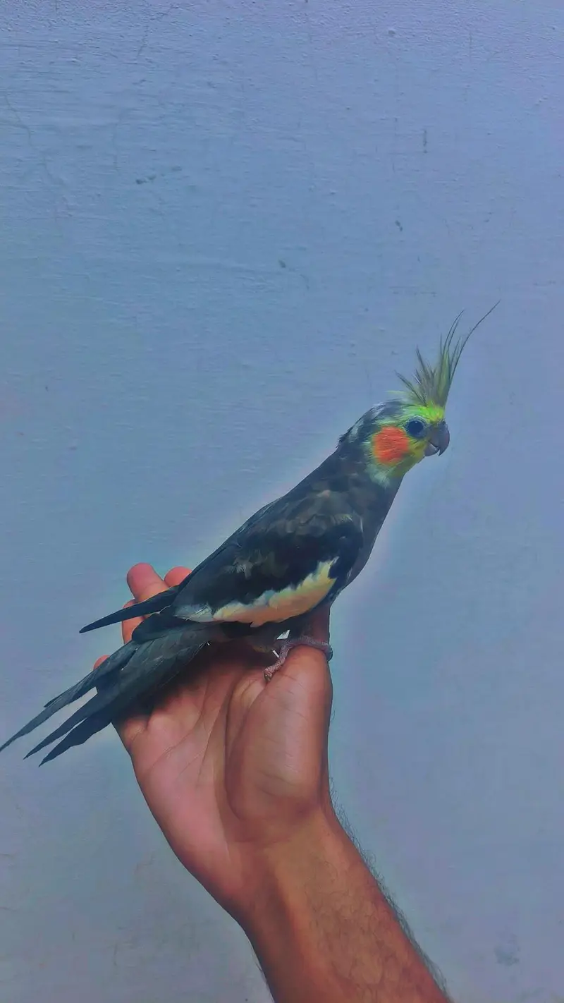 Hand tame cocktails birds parrots for sale — photo 10