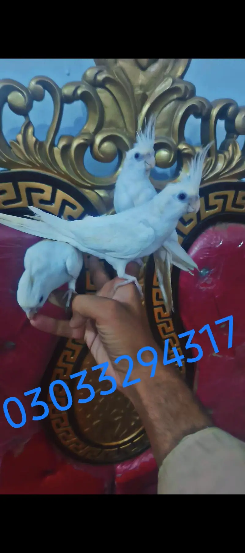 Hand tame cocktails birds parrots for sale — photo 11