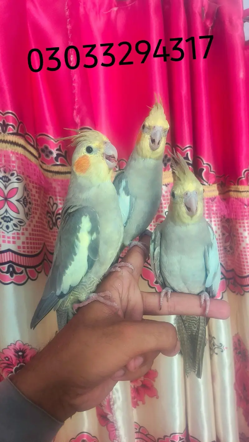 Hand tame cocktails birds parrots for sale — photo 12