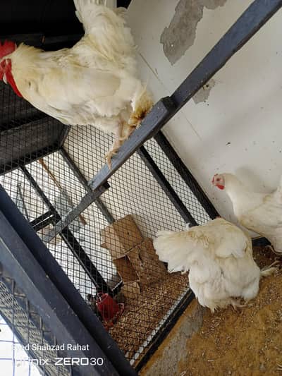 white buff and black fancy hen