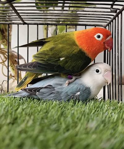 Lovebird