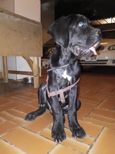 CANE CORSO BLACK