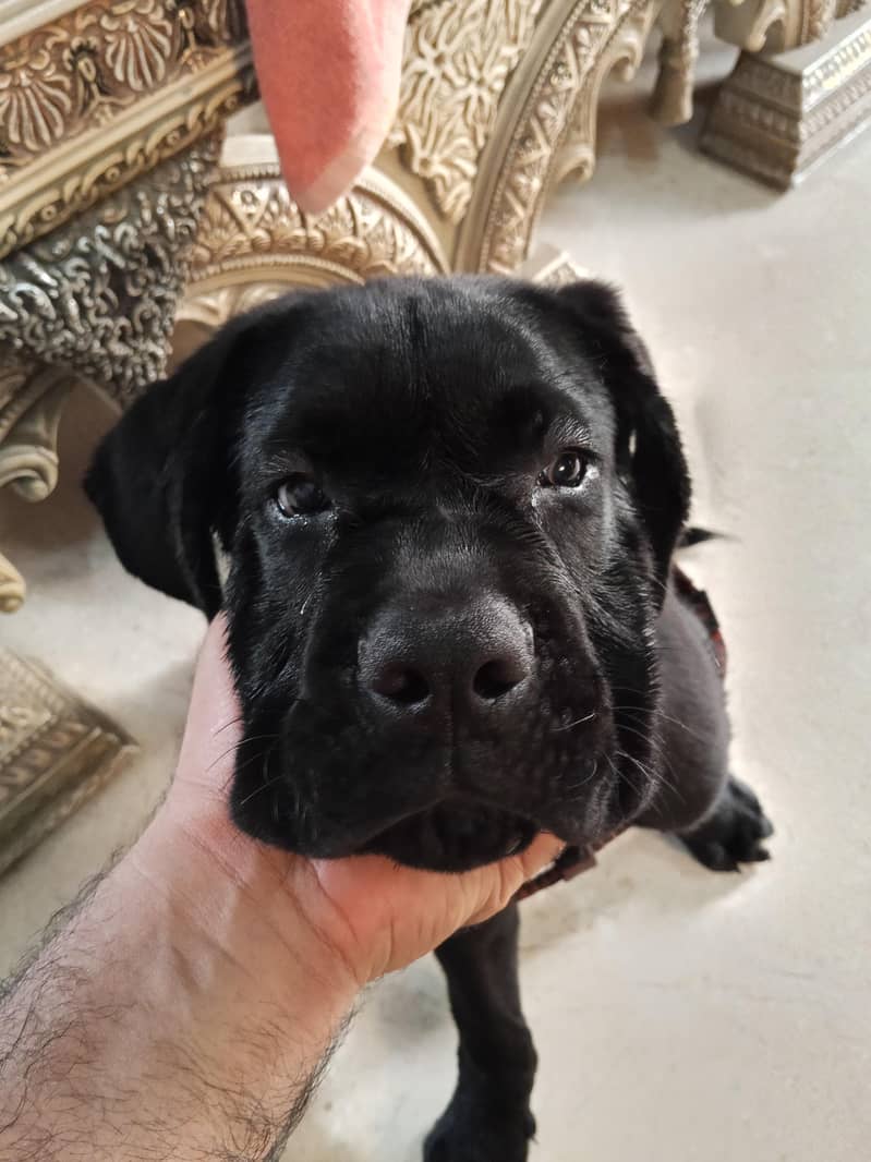 CANE CORSO BLACK 0
