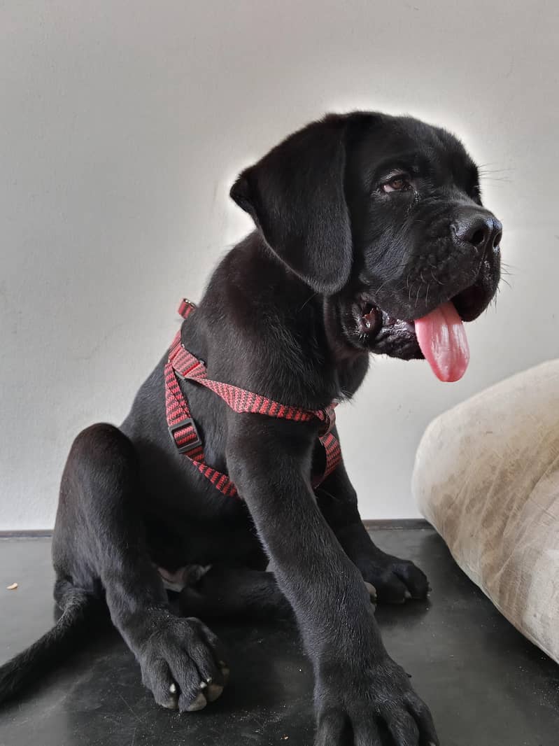 CANE CORSO BLACK 1