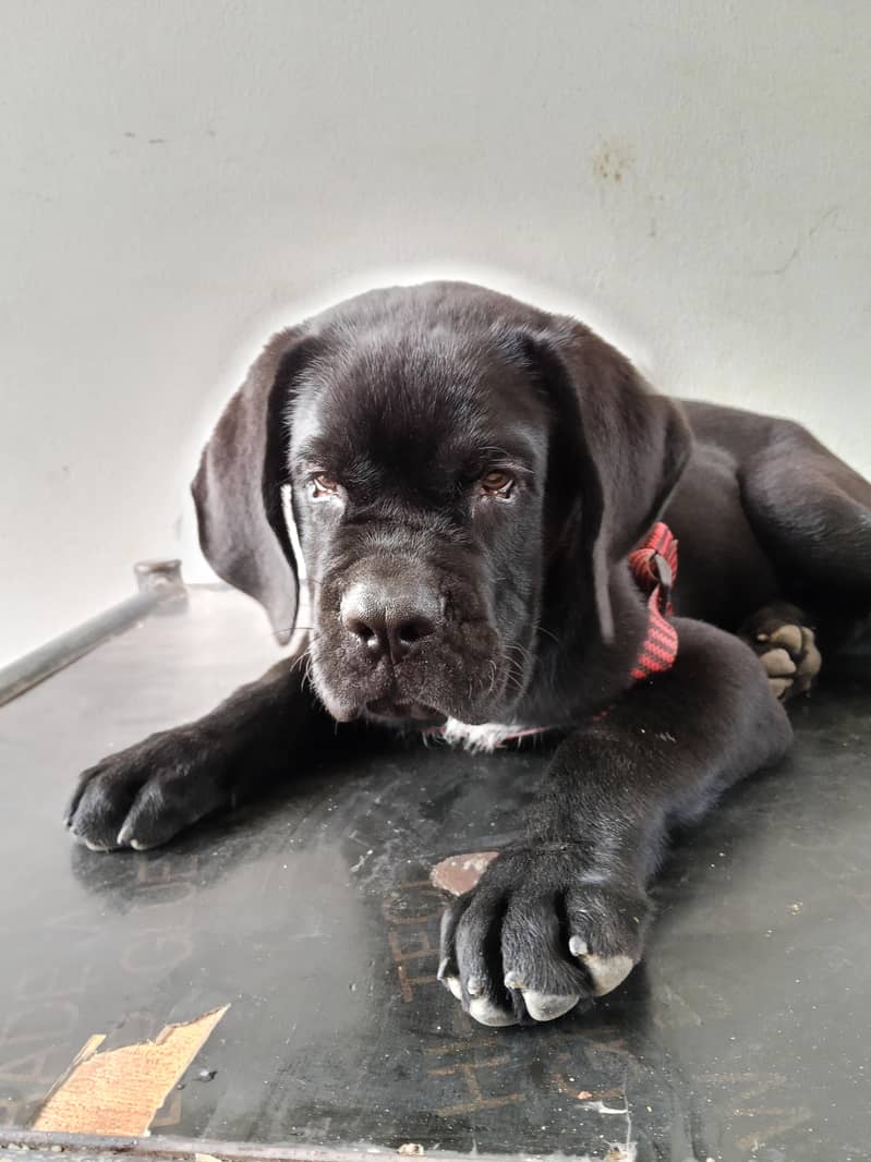 CANE CORSO BLACK 2
