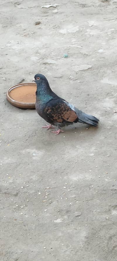 breeder pair
