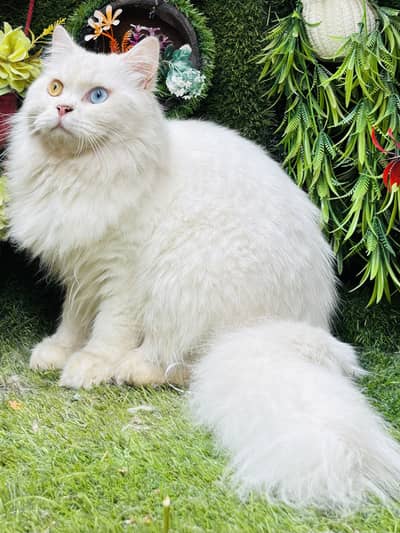 High quality odd eye male cat  available