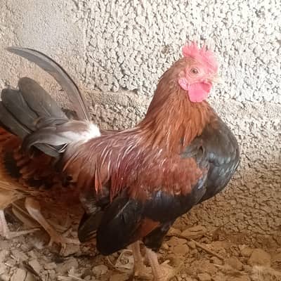 English Game | Fancy | Bantam | Japanese| Hen